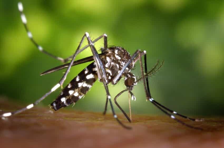 Cattail Mosquito
